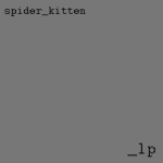Spider Kitten
