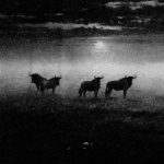 ערפל (Fog)