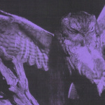 Strigidae