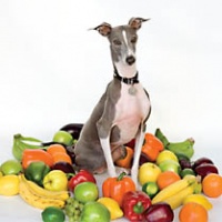 Excellent Italian Greyhound