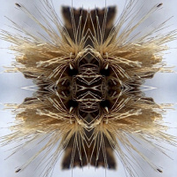 Sutra