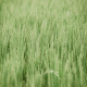 Cool Breeze