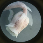 Ghostwort