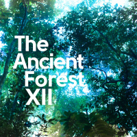 The Ancient Forest_XII