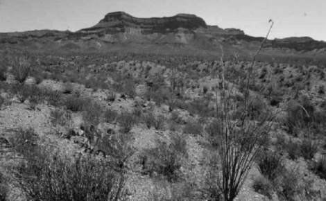 New Mexican Stargazers