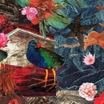 Takahe Collage