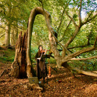 Fallen Trees