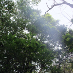 The Ancient Forest_XIV