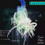 Siphonophorae