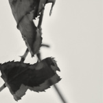 Grafts