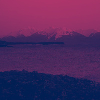 An Ocean Of Violet In Bloom