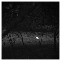 Dreams Long Forgotten