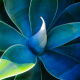 Azur