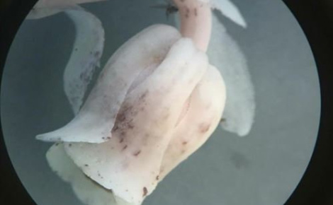 Ghostwort