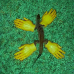 The Book Of Observations