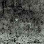 Slow Decay