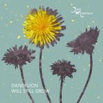 Dandelion WIll Still Grow