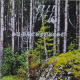Summerforest