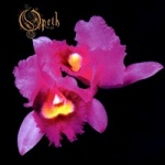 Orchid