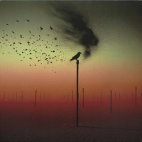 For A Bird That Never Flew