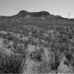 New Mexican Stargazers