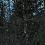 Elegya - Part Awoods