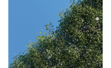 Jonas Dobbelaere (Anthesis)