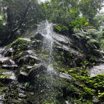 The Ancient Forest_XIII